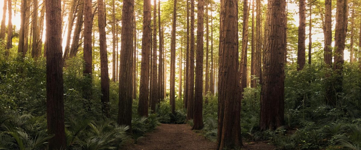 pexels-lastly-572688